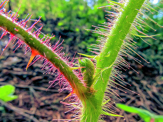 Mountain Photograph - Thorny Plant With Bud by David Fountain