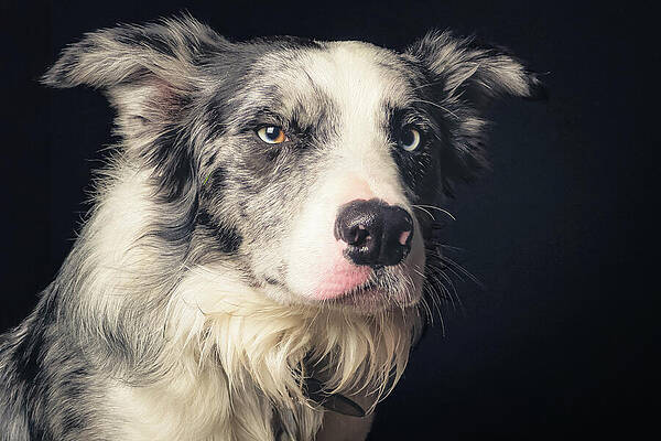 Thoughtful Border Collie Portrait Wall Art