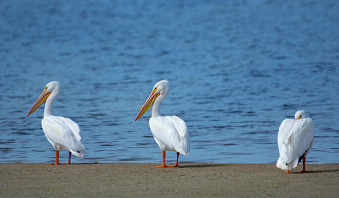 Wall Art featuring the photograph Three American White Pelicans by Rebecca Herranen