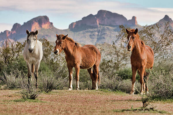 Nature Photograph - Three Amigos by American Landscapes