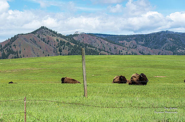 May Photograph - Three Bison Resting by Tom Cochran