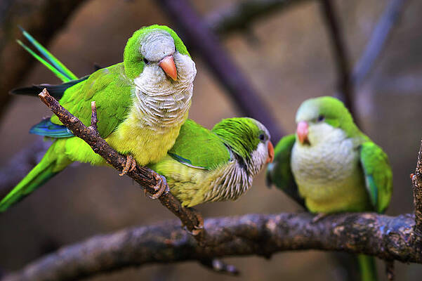 Nature Wall Art featuring the photograph Three Colorful Amazon Parrots Sitting On A Branch by Miroslav Liska