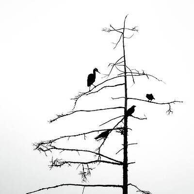 Tree Photograph - Three Crows And A Heron by Ursula Abresch