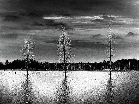 Sky Wall Art featuring the photograph Three Dead Cedar Trees by Louis Dallara
