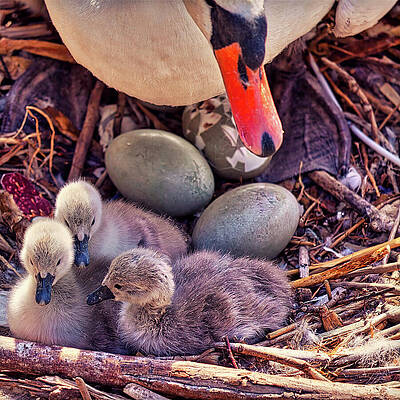 Natural Photograph - Three Down Three To Go by Tatiana Travelways
