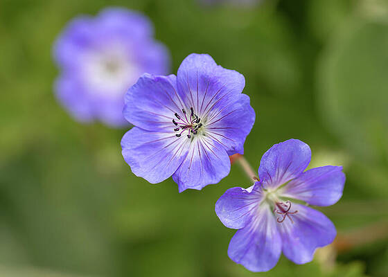 Vibrant Purple Flowers in Bloom Wall Art