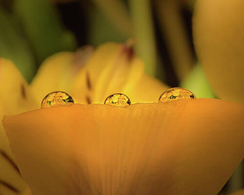 Water Photograph - Three In A Row by Matt Halvorson