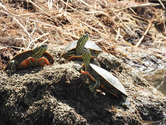 Wildlife Wall Art featuring the photograph Three Little Turtles by Amanda R Wright