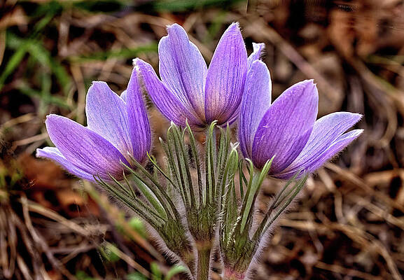 Wildflower Photograph - Three Pasques by Bob Falcone