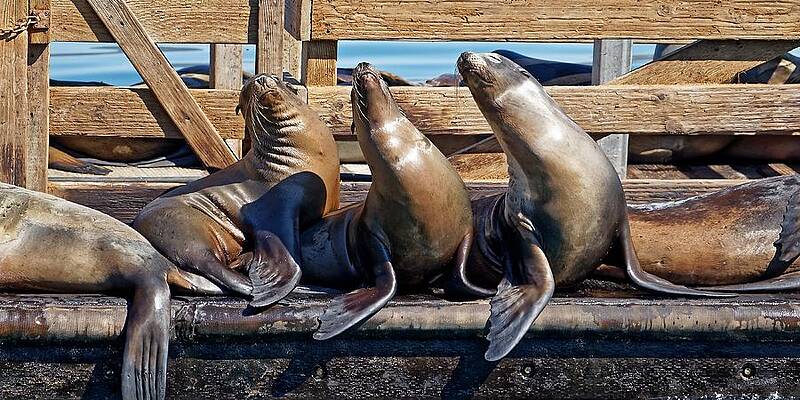 Animal Photograph - Three-point Harmony - Sea Lions, Avila Beach by KJ Swan