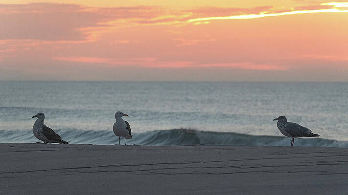 Summer Wall Art featuring the photograph Three Seagulls Enjoying The Sunrise by Matthew DeGrushe