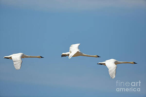 Minnesota Photograph - Three Trumpeters In Flight by Natural Focal Point Photography