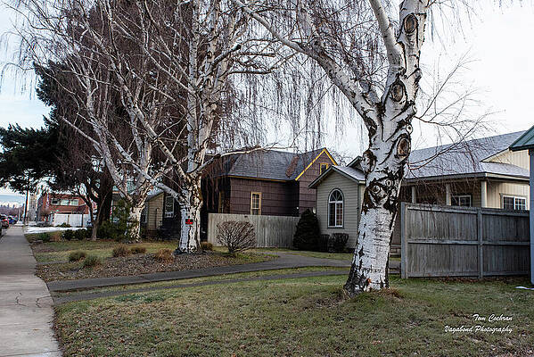 Wall Art featuring the photograph Three White Birch Trees In Ellensburg by Tom Cochran