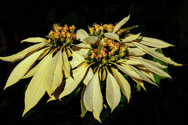 Flower Wall Art featuring the photograph Three Poinsettias On Black by Bonnie Colgan
