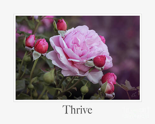 Wall Art featuring the photograph Thriving Pink Roses With Rose Buds by D Lee