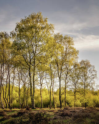 Through The Birches Print