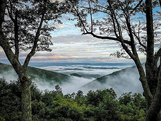 Wall Art featuring the photograph Through The Trees - Into The Mist by Deb Beausoleil