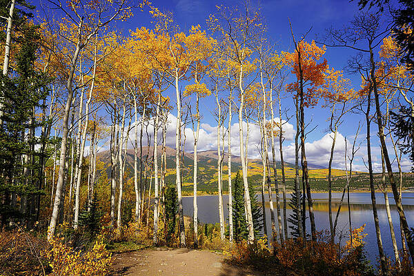 Wall Art featuring the photograph Through The Trees by Sunniye Buesing