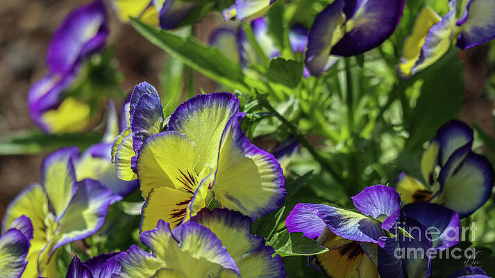 Natural Photograph - Tickle My Fancy Pansy by D Lee