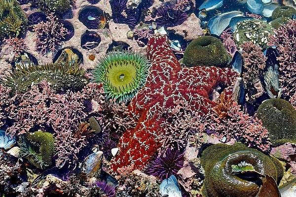 Wildlife Wall Art featuring the photograph Tide Pool Identified - California by KJ Swan