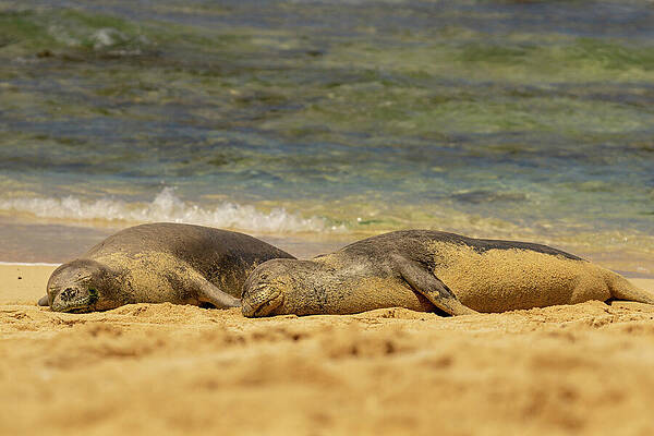 Hawaii Wall Art featuring the photograph Tide Rolls In For Hawaiian Monk Seals by Nancy Gleason