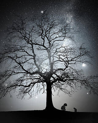 Nighttime Silhouette Under Stars Photograph