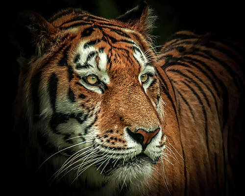 Landscape Photograph - Tiger by Chris Boulton