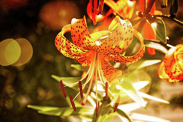 Wall Art featuring the photograph Tiger Lilies In Sunlight by Tatiana Travelways