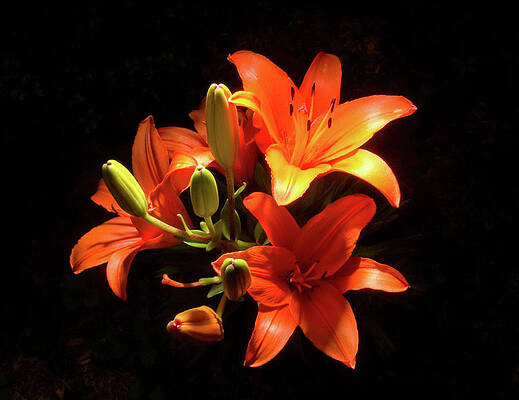 Photograph - Tiger Lilies by Steven Nelson