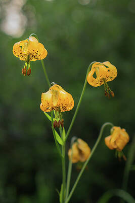 Wall Art featuring the photograph Tiger Lily Wildflower In Olympic National Park by Nancy Gleason