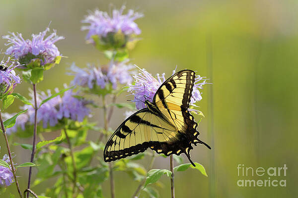 Wall Art featuring the photograph Tiger Swallowtail - Butterflies by Rehna George