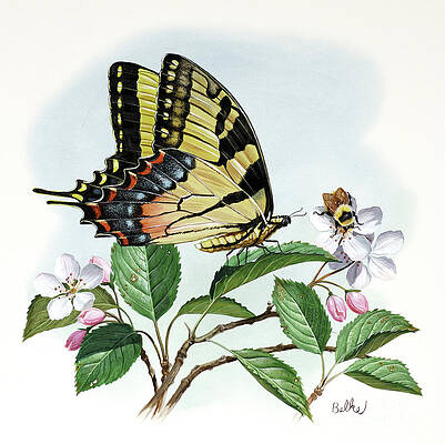 Nature Wall Art featuring the painting Tiger Swallowtail Butterfly by Don Balke
