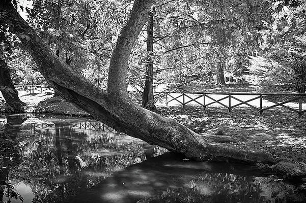 Wall Art featuring the photograph Tilted Tree by Steven Nelson