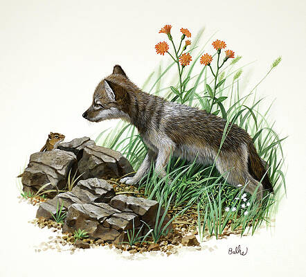 Nature Wall Art featuring the painting Timber Wolf by Don Balke