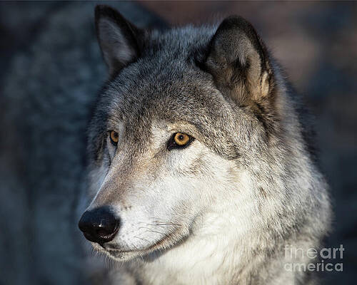 Wall Art featuring the photograph Timber Wolf - Portrait by Rehna George