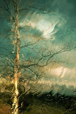 Tree Photograph - Time To Say Goodbye by Ursula Abresch