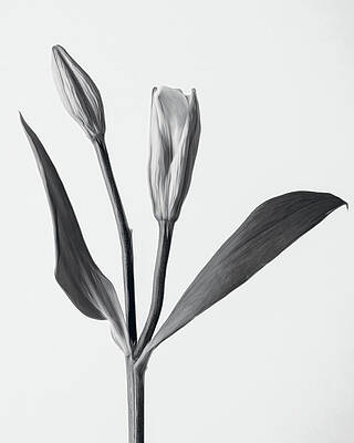 Flower Wall Art featuring the photograph Timeless Bloom by Dodie Ross