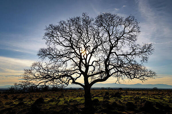Wall Art featuring the photograph Timeless Strength by Mike Lee