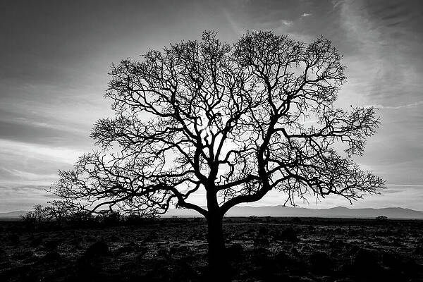 Beautiful Wall Art featuring the photograph Timeless Strength Monochrome by Mike Lee