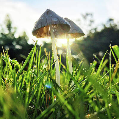 Natural Photograph - Tiny Mushrooms In The Morning Sun by Greg Lane