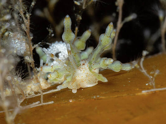 Wall Art featuring the photograph Tiny Nudibranch On The Kelp by Brian Weber
