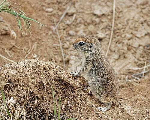 Natural Wall Art featuring the photograph Tiny Tail - Uinta Ground Squirrel Kit, Oregon by KJ Swan