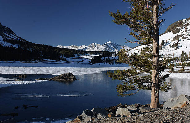 Wall Art featuring the photograph Tioga Lake, Yosemite National Park by Bonnie Colgan