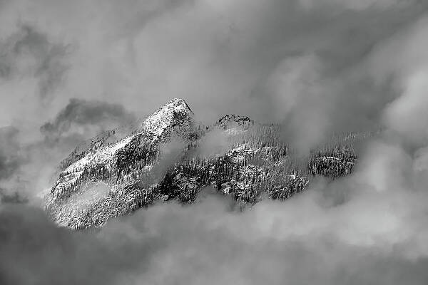 Tree Photograph - Tips by Ursula Abresch