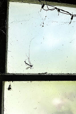 Wall Art featuring the photograph Tipula by Richard Reeve