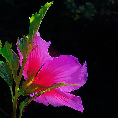 Blossom Digital Art - To Greet The Sun by Gina Harrison