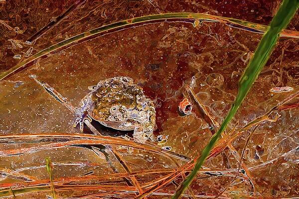 Abstract Frog Amidst Grass Wall Art