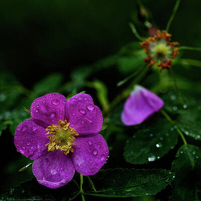 Wall Art featuring the photograph TODAY And YESTERDAY by Fred Denner
