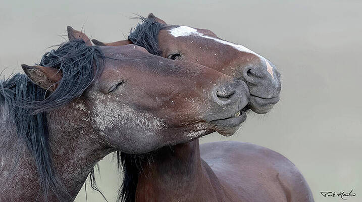 Mountain Wall Art featuring the photograph Together. by Paul Martin
