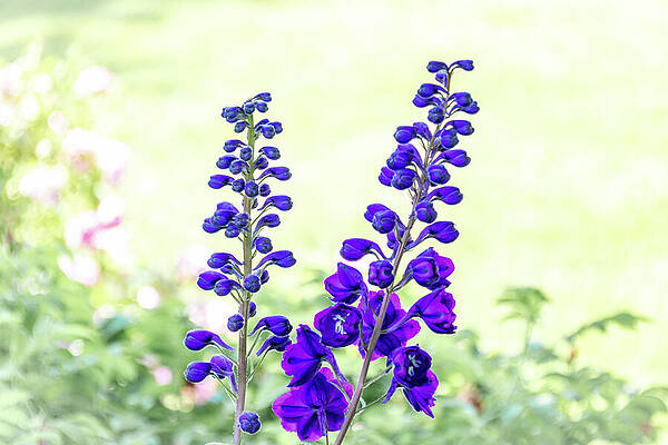 Wall Art featuring the photograph Together We Are One by Linda Triplett